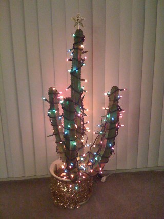 Traditional Kaedrin Christmas Cactus