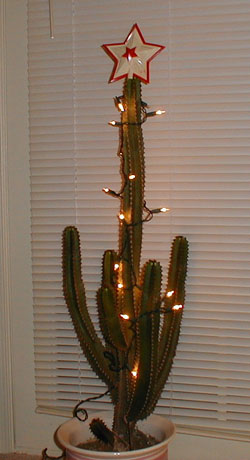 The Kaedrin Christmas Cactus