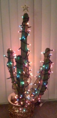 Traditional Kaedrin Christmas Cactus